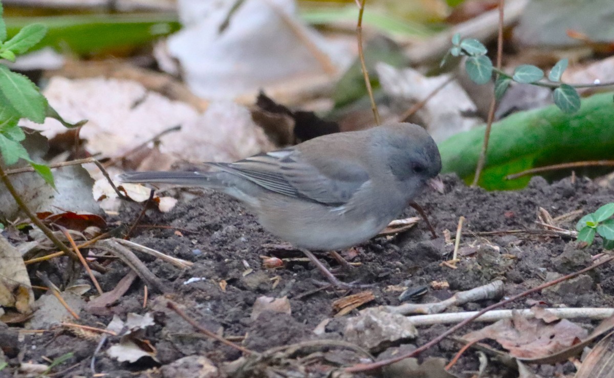 Dark-eyed Junco - ML645467441