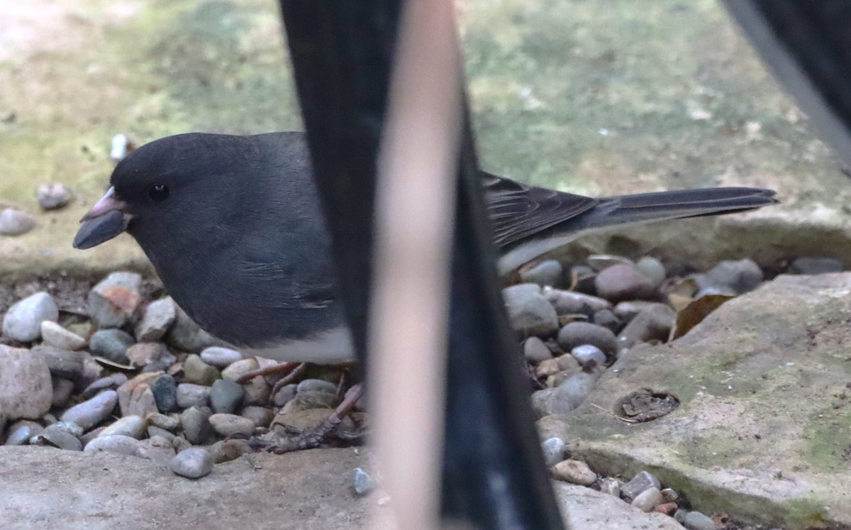 Dark-eyed Junco - ML645467442