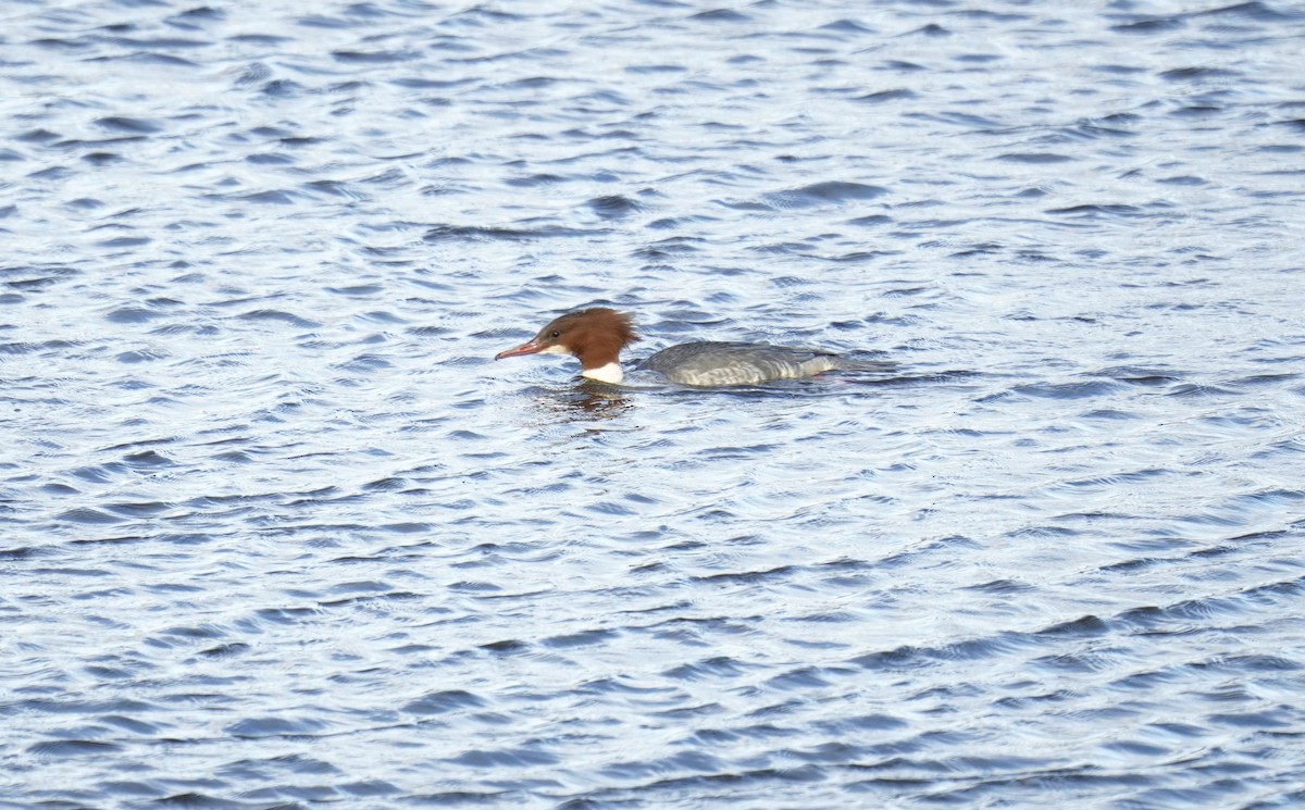 川秋沙 - ML645467443