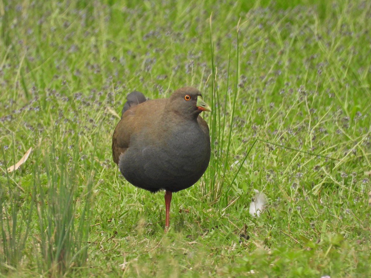 Black-tailed Nativehen - ML645467444