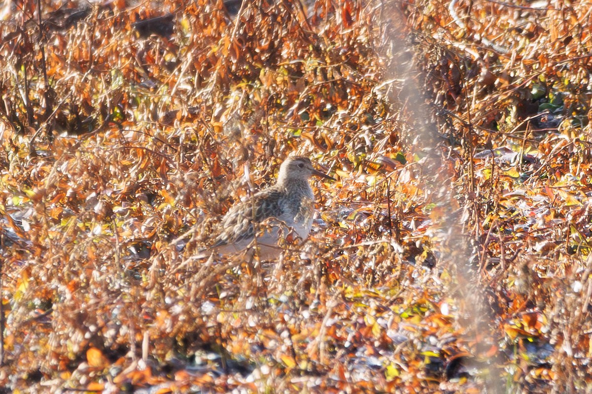 Pectoral Sandpiper - ML645467452