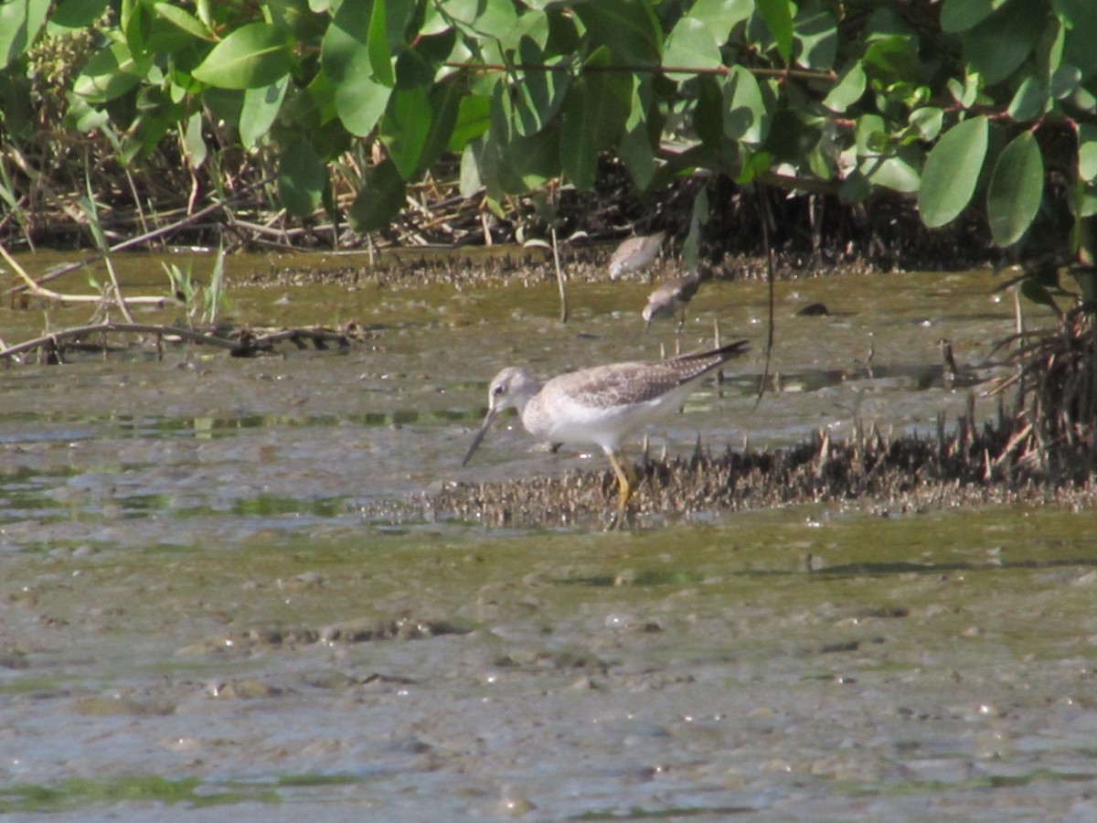 Greater Yellowlegs - ML645467453
