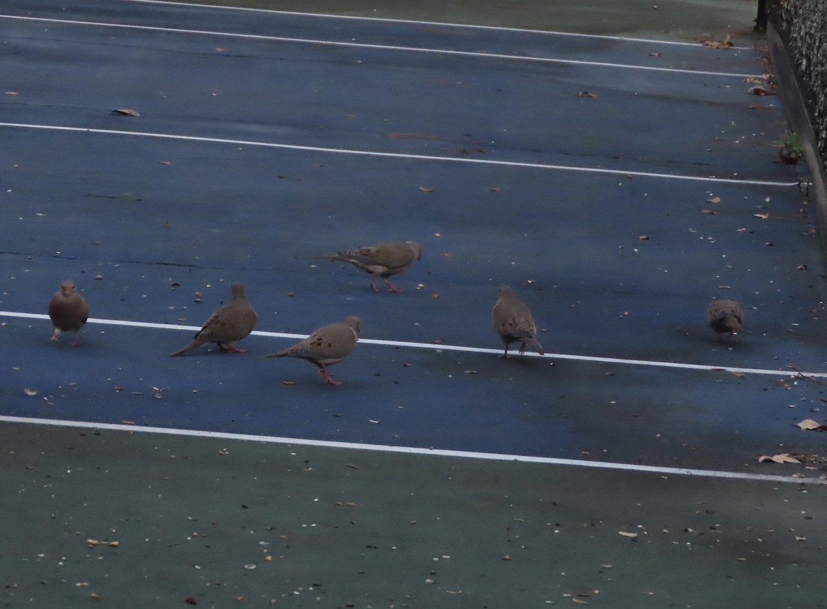 Mourning Dove - ML645467454