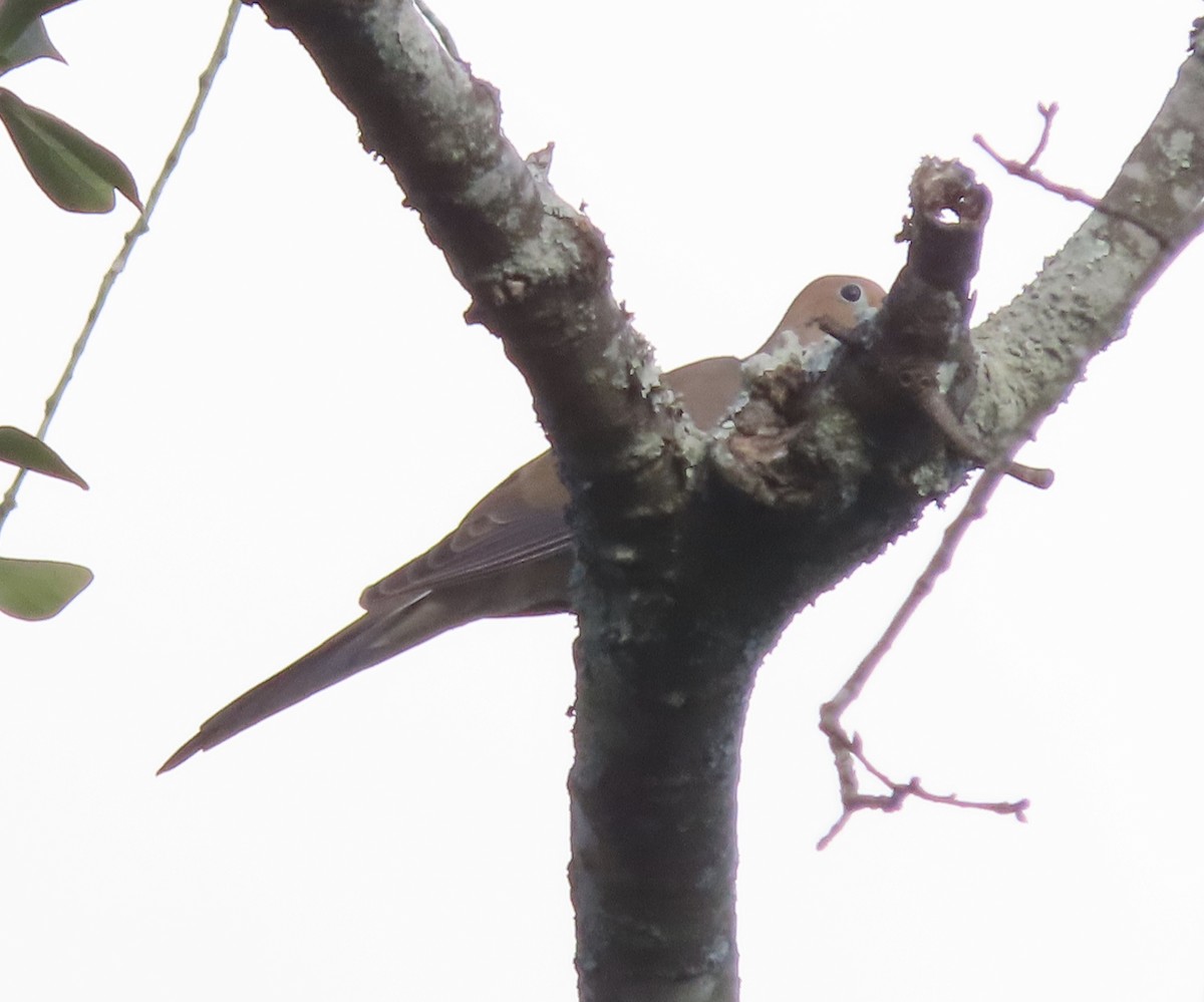 Mourning Dove - ML645467455