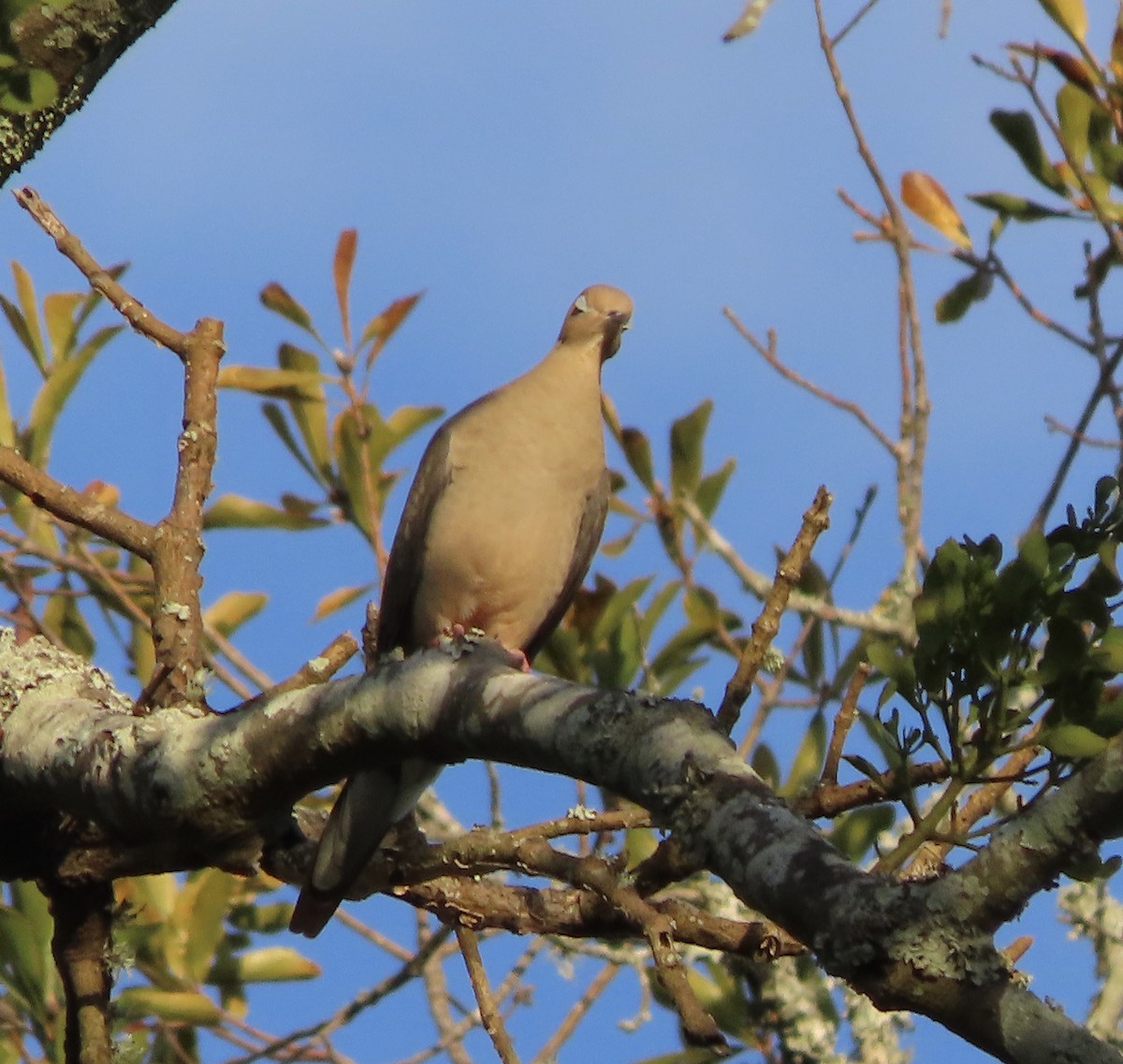 Mourning Dove - ML645467456