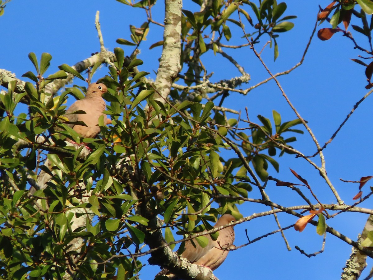 Mourning Dove - ML645467458