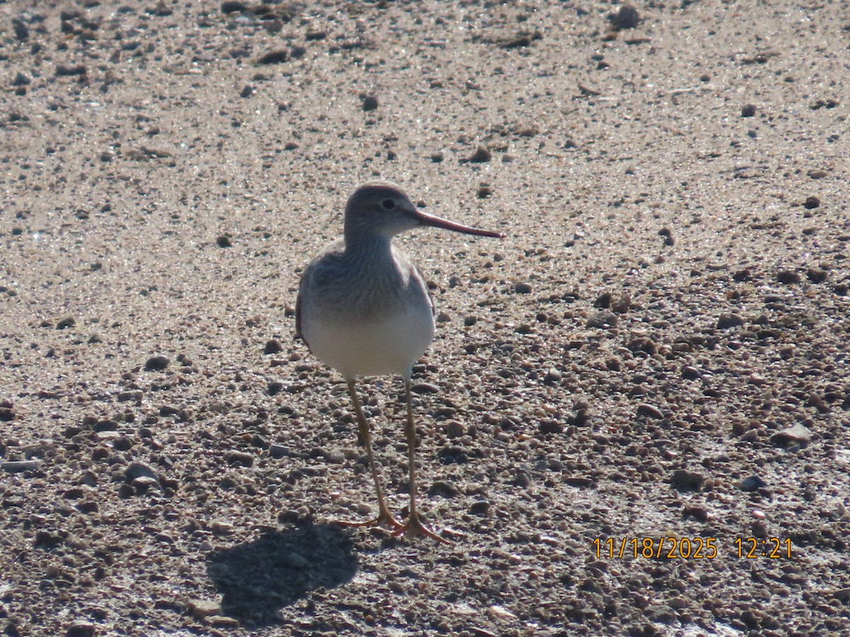Greater Yellowlegs - ML645467460