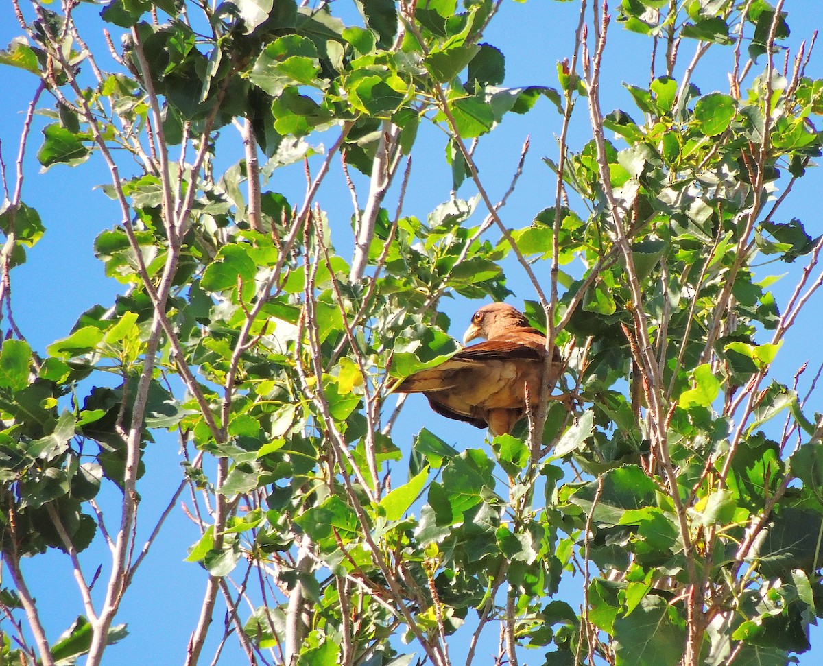 Chimango Caracara - ML645467461