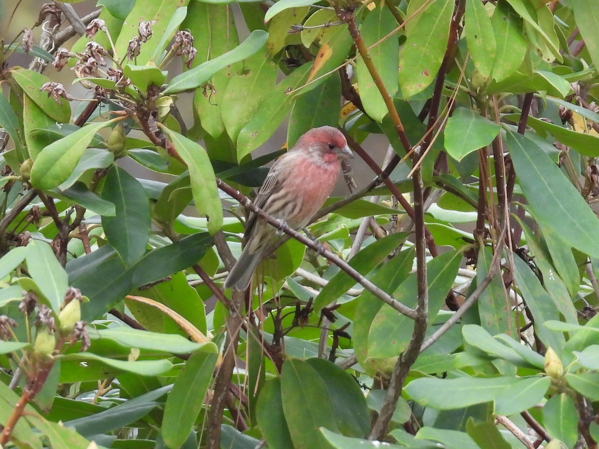 House Finch - ML645467462