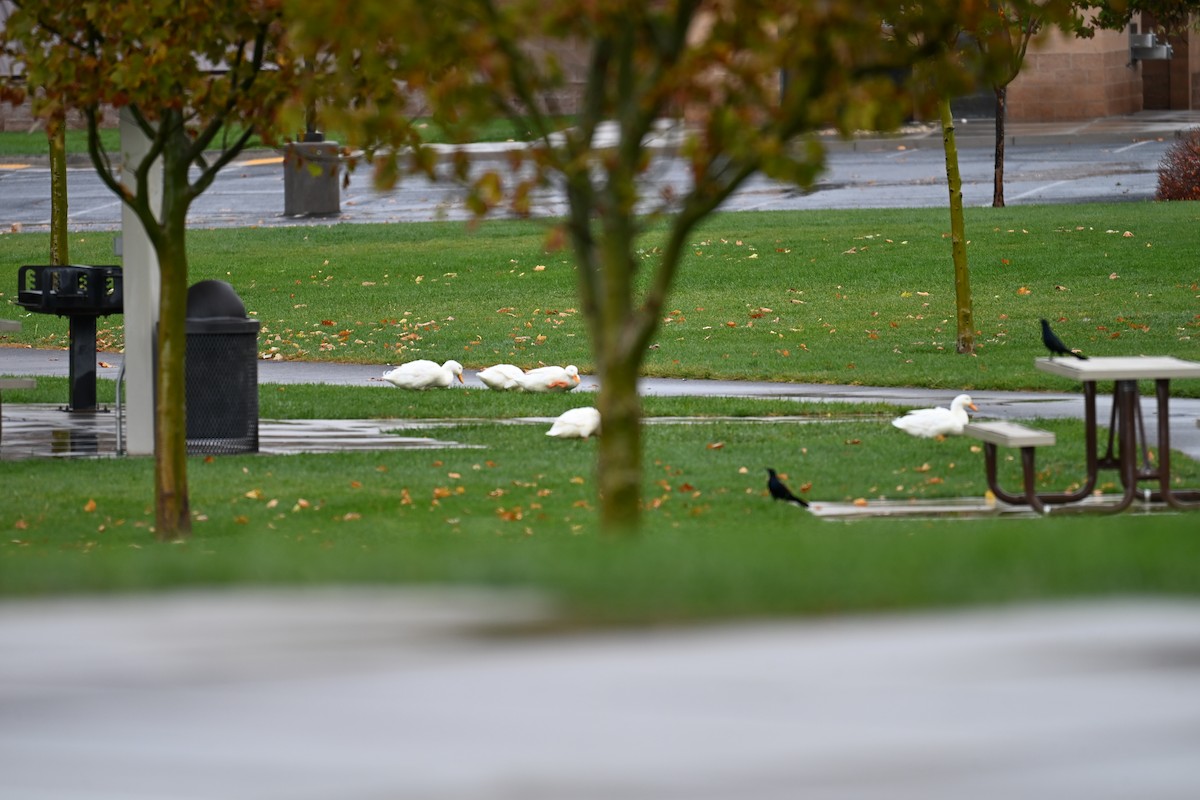 綠頭鴨(馴化) - ML645467463