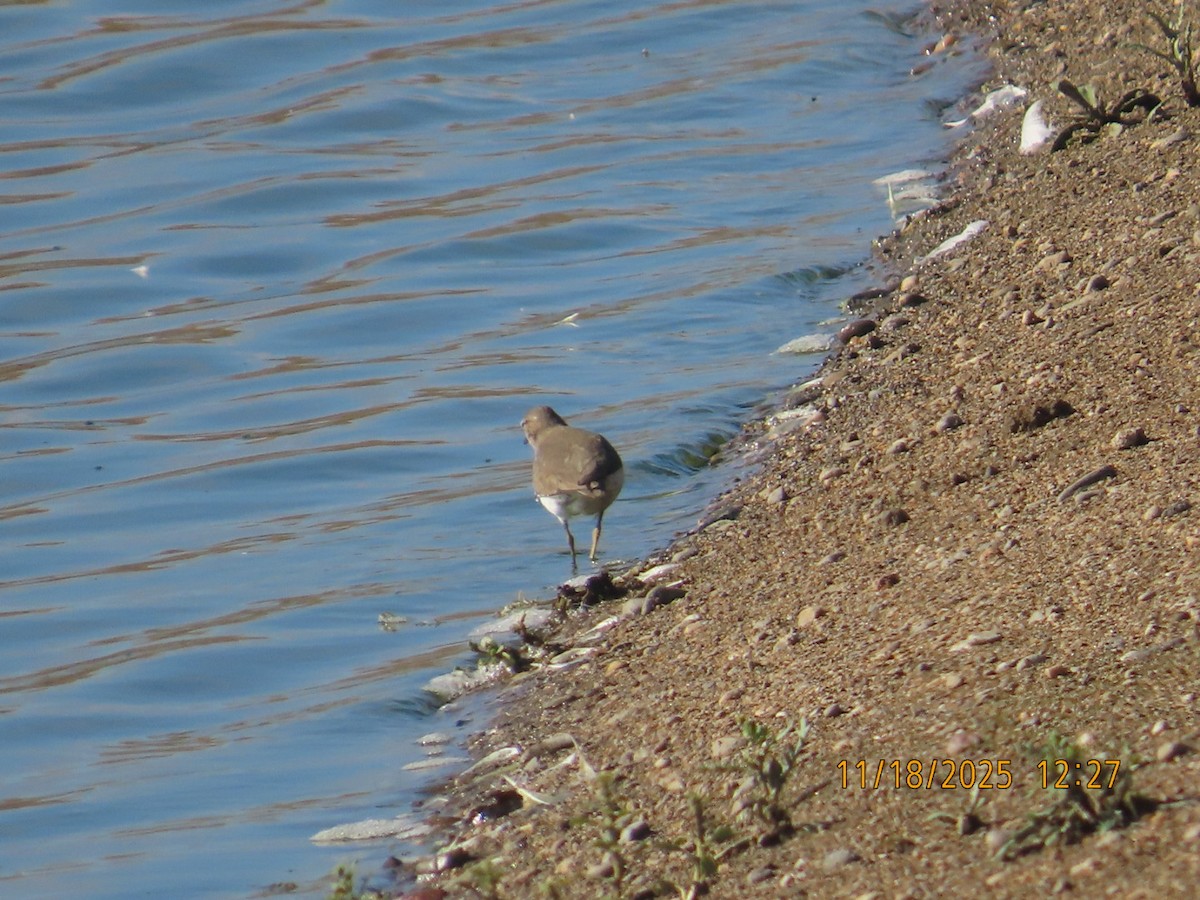 Spotted Sandpiper - ML645467465