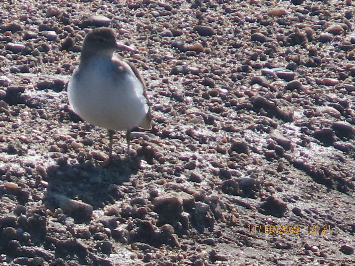 Spotted Sandpiper - ML645467466