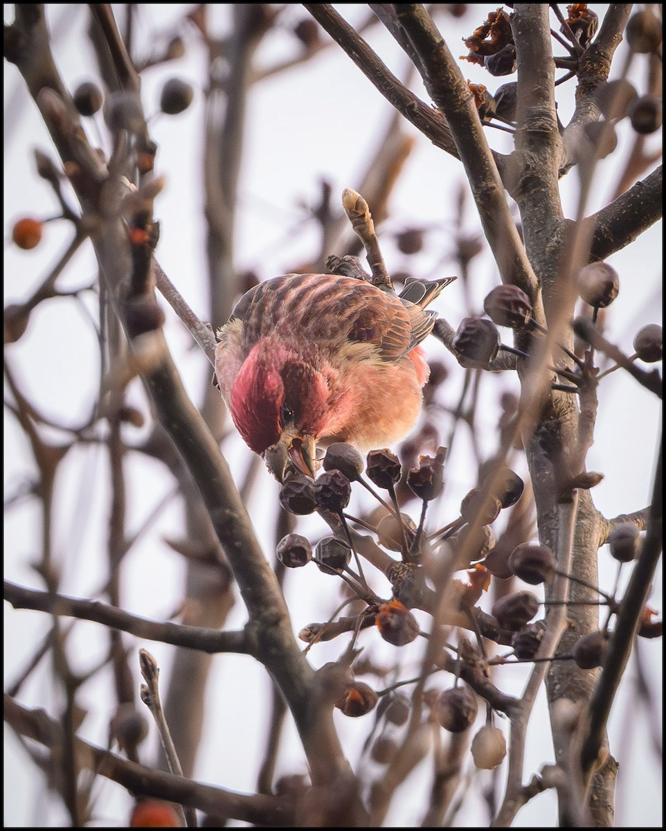 hýl nachový - ML645467469