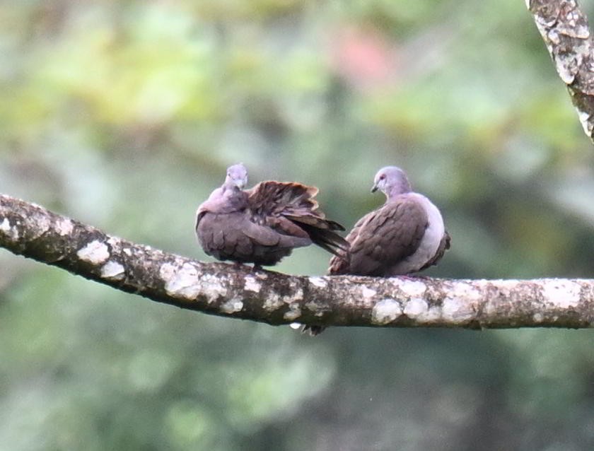 Dusky Pigeon - ML645467471