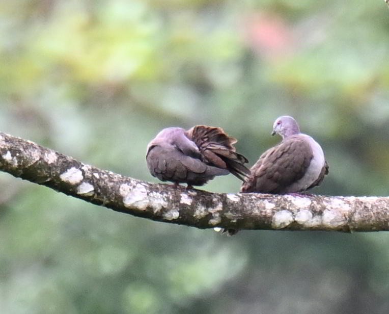 Dusky Pigeon - ML645467472