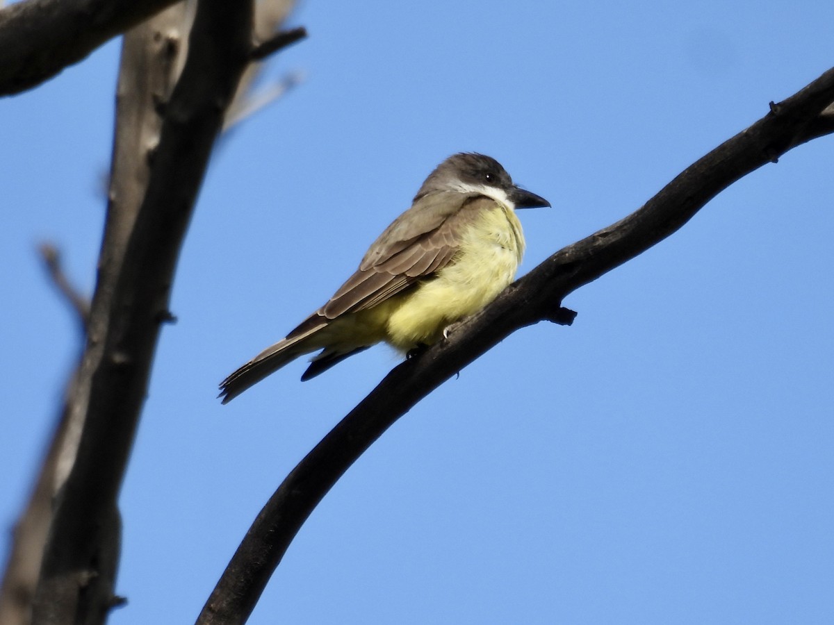 Thick-billed Kingbird - ML645467496