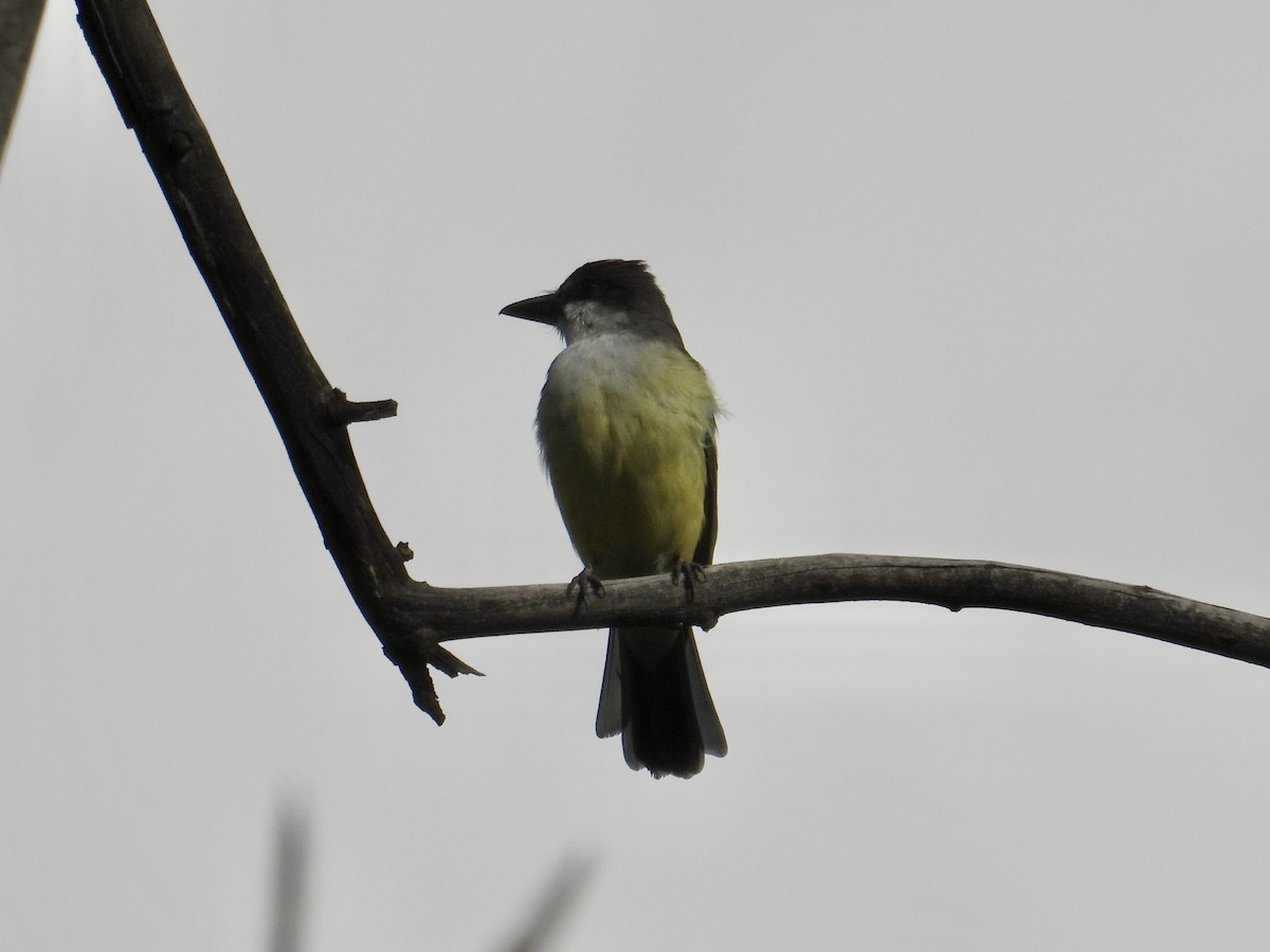 Thick-billed Kingbird - ML645467497
