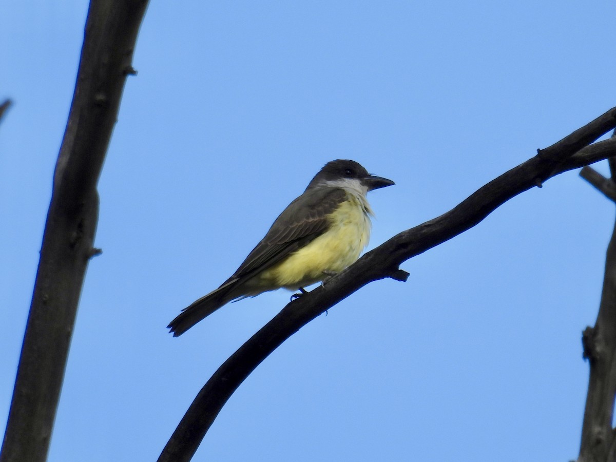 Thick-billed Kingbird - ML645467498