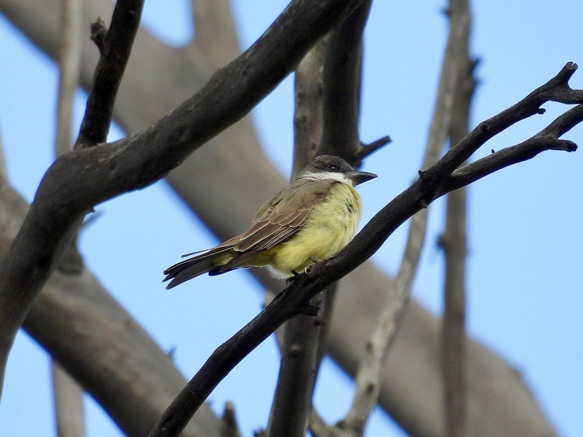 Thick-billed Kingbird - ML645467499