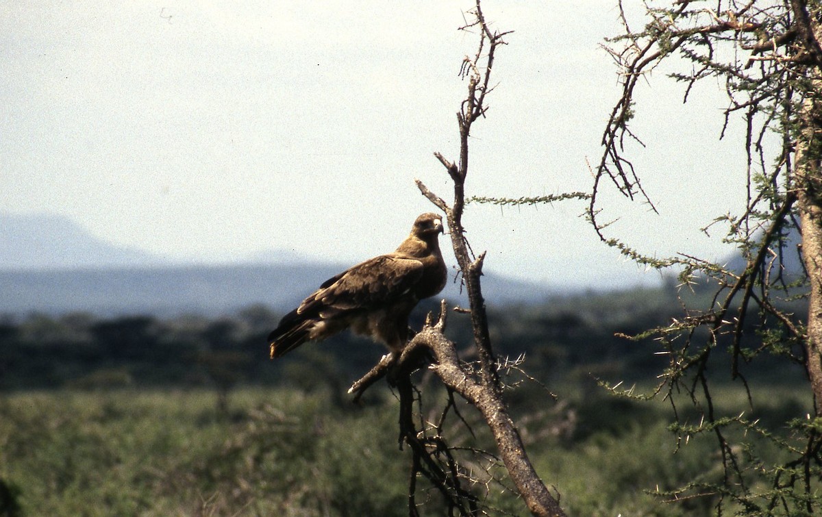 Tawny Eagle - ML645467503