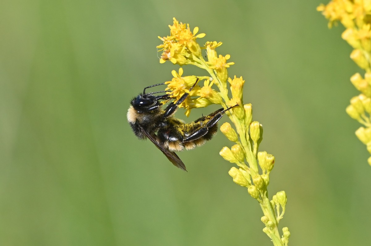 Bumble Bees - ML645467506