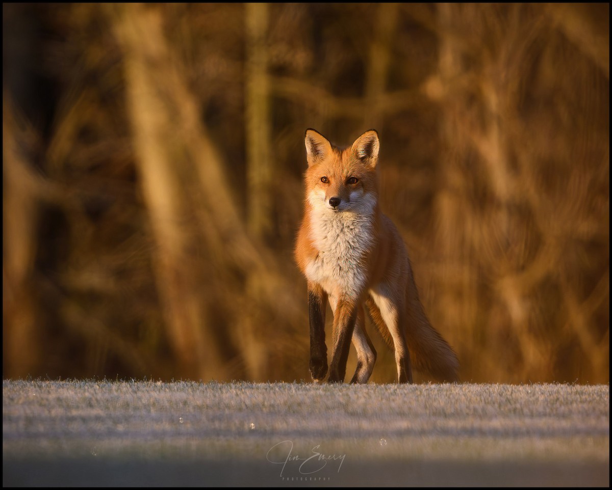 Red Fox - ML645467509
