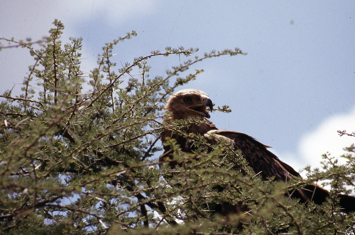 Tawny Eagle - ML645467513