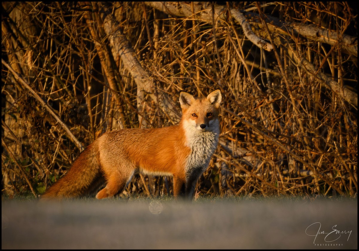Red Fox - ML645467522