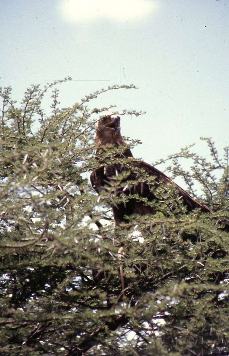 Tawny Eagle - ML645467523