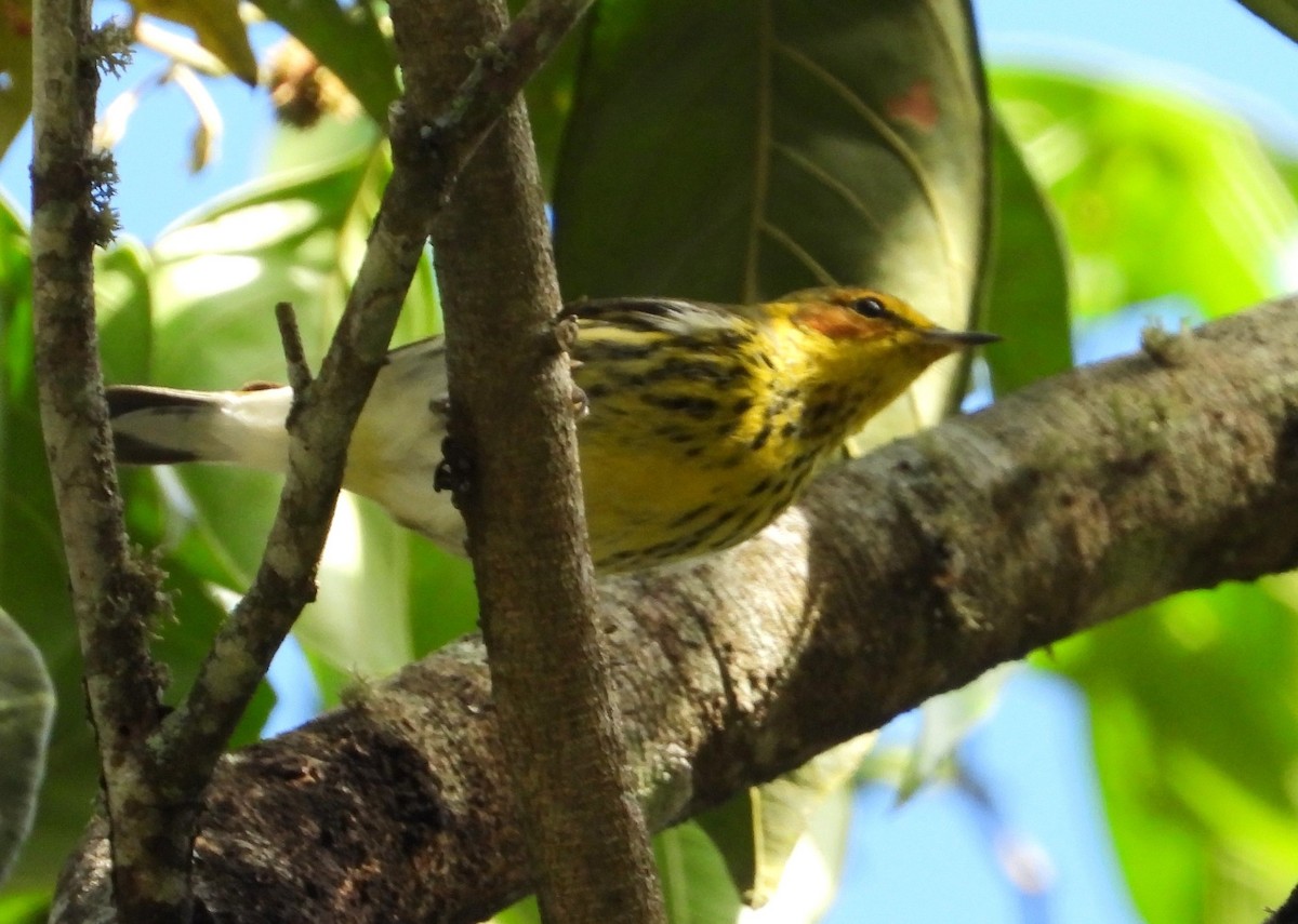 Cape May Warbler - ML645467525