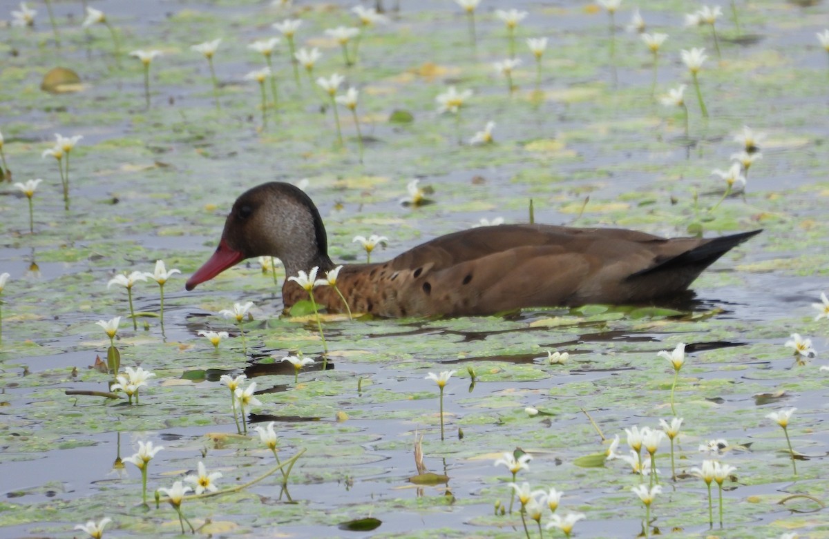 Brazilian Teal - ML645467526