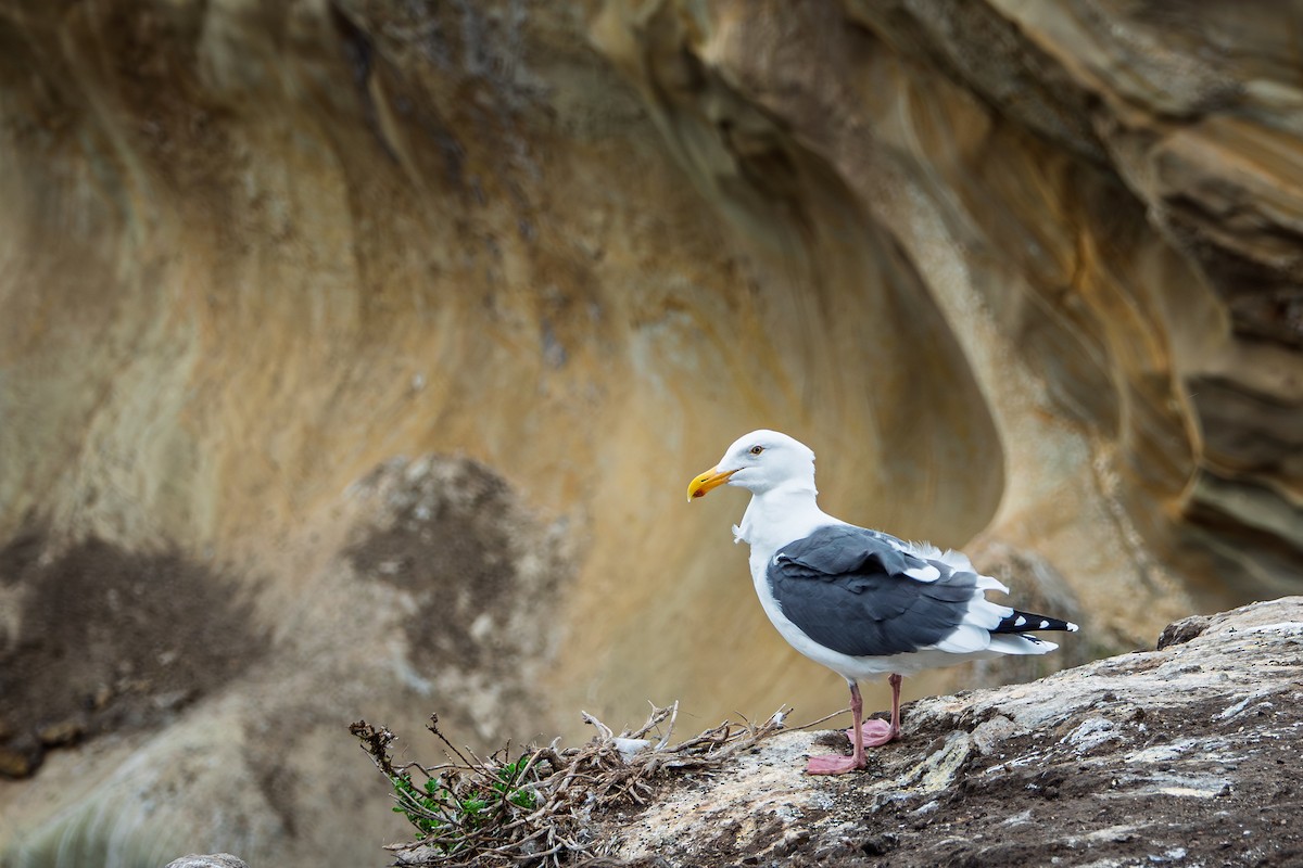 Western Gull - ML645467536