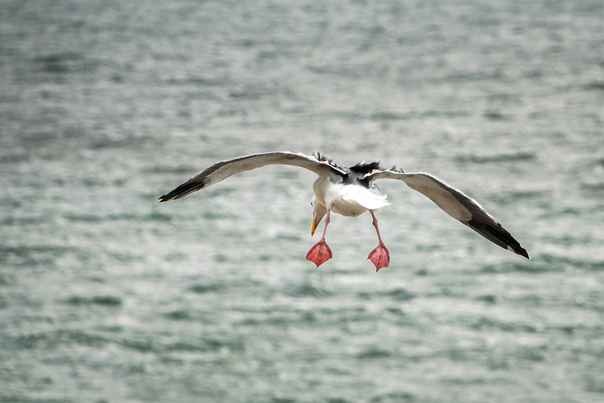 Western Gull - ML645467538