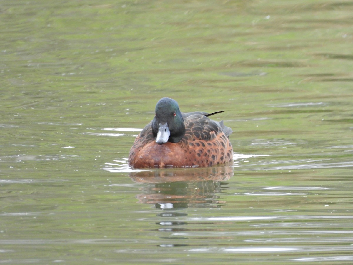 Chestnut Teal - ML645467539