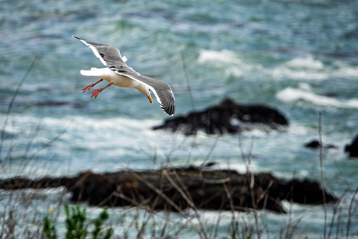 Western Gull - ML645467552