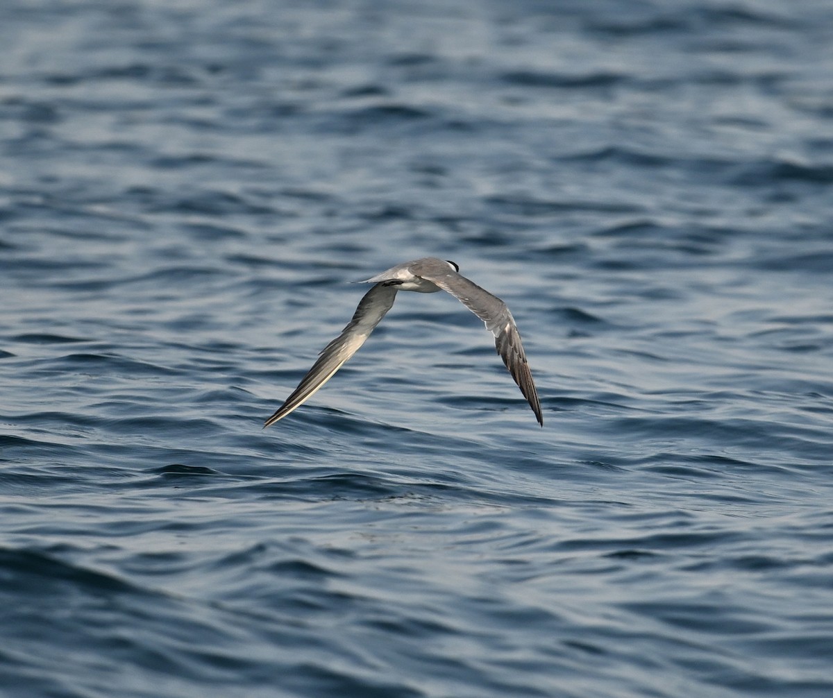 Weißwangen-Seeschwalbe - ML645467553