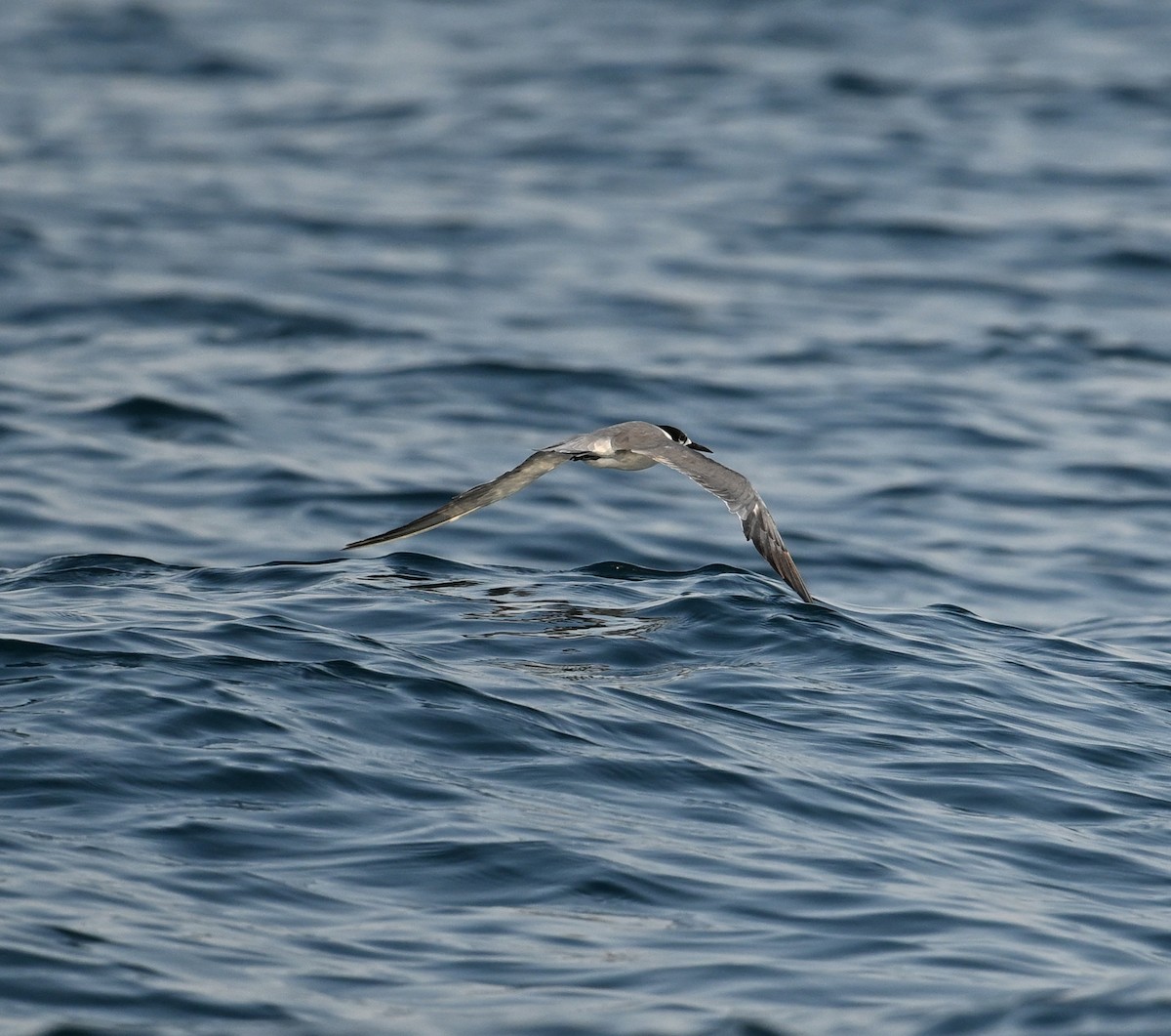 Weißwangen-Seeschwalbe - ML645467554