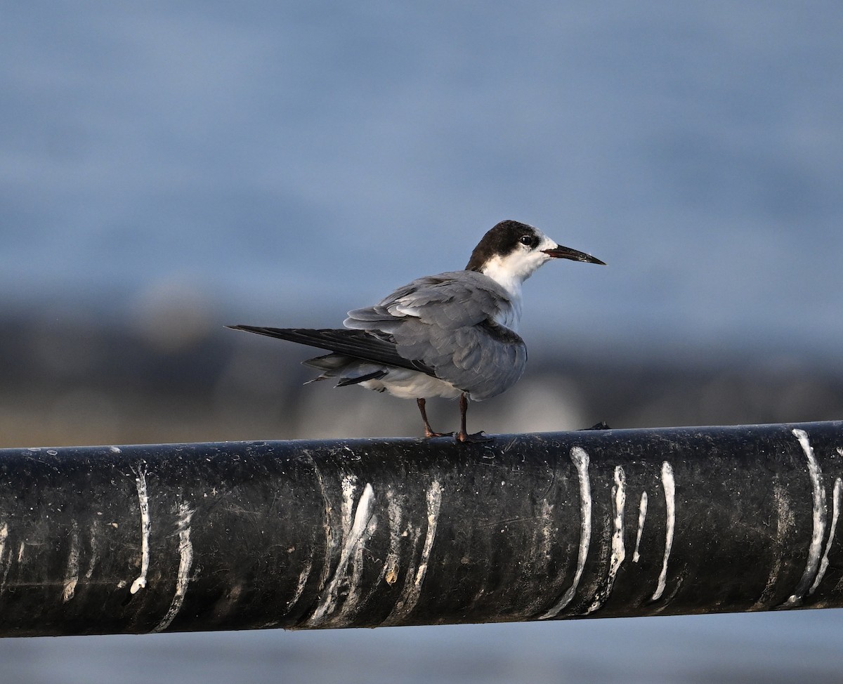 Weißwangen-Seeschwalbe - ML645467556