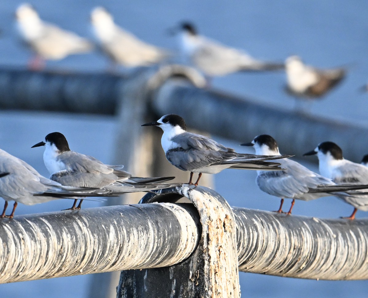 Weißwangen-Seeschwalbe - ML645467557