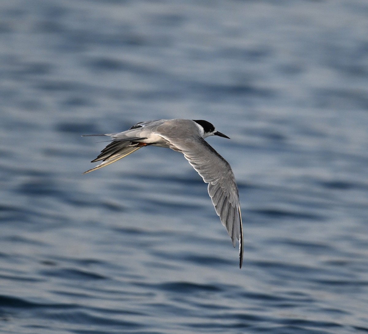 Weißwangen-Seeschwalbe - ML645467558