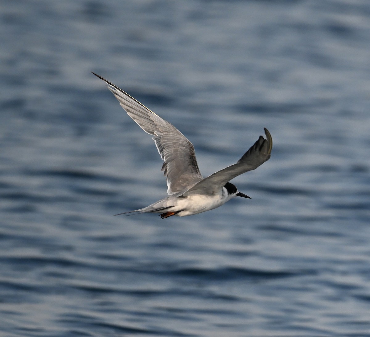 Weißwangen-Seeschwalbe - ML645467559