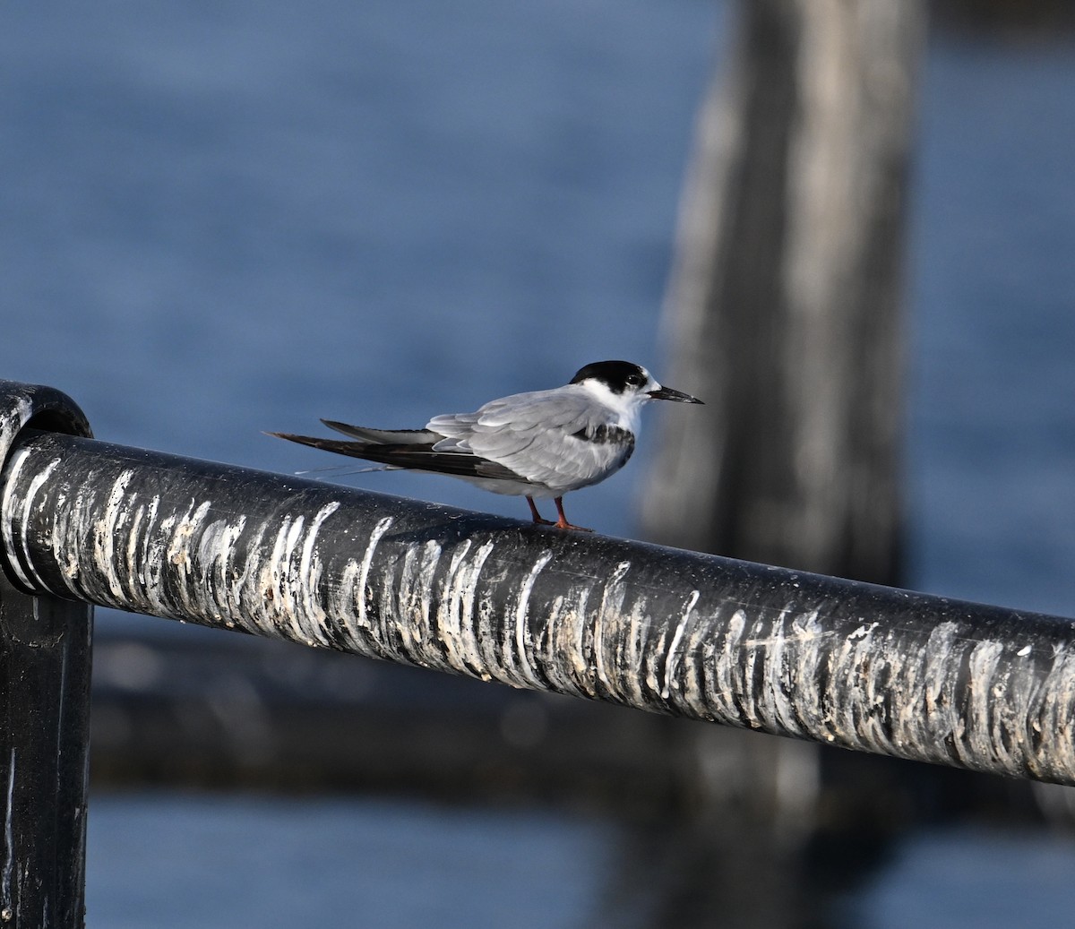 Weißwangen-Seeschwalbe - ML645467560