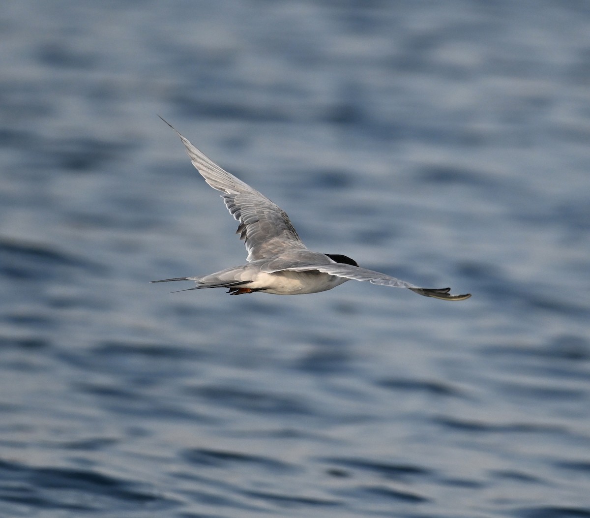 Weißwangen-Seeschwalbe - ML645467561