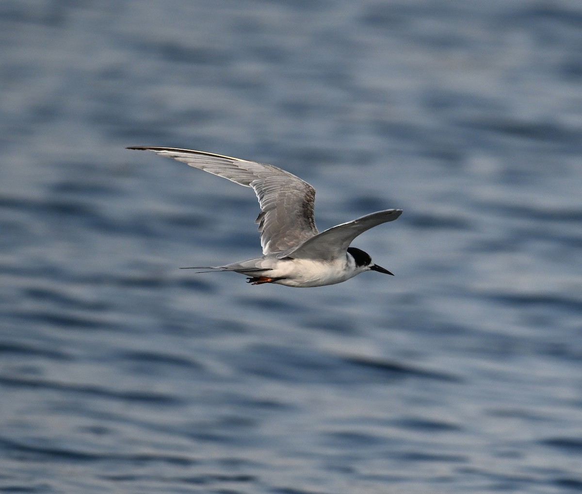 Weißwangen-Seeschwalbe - ML645467562