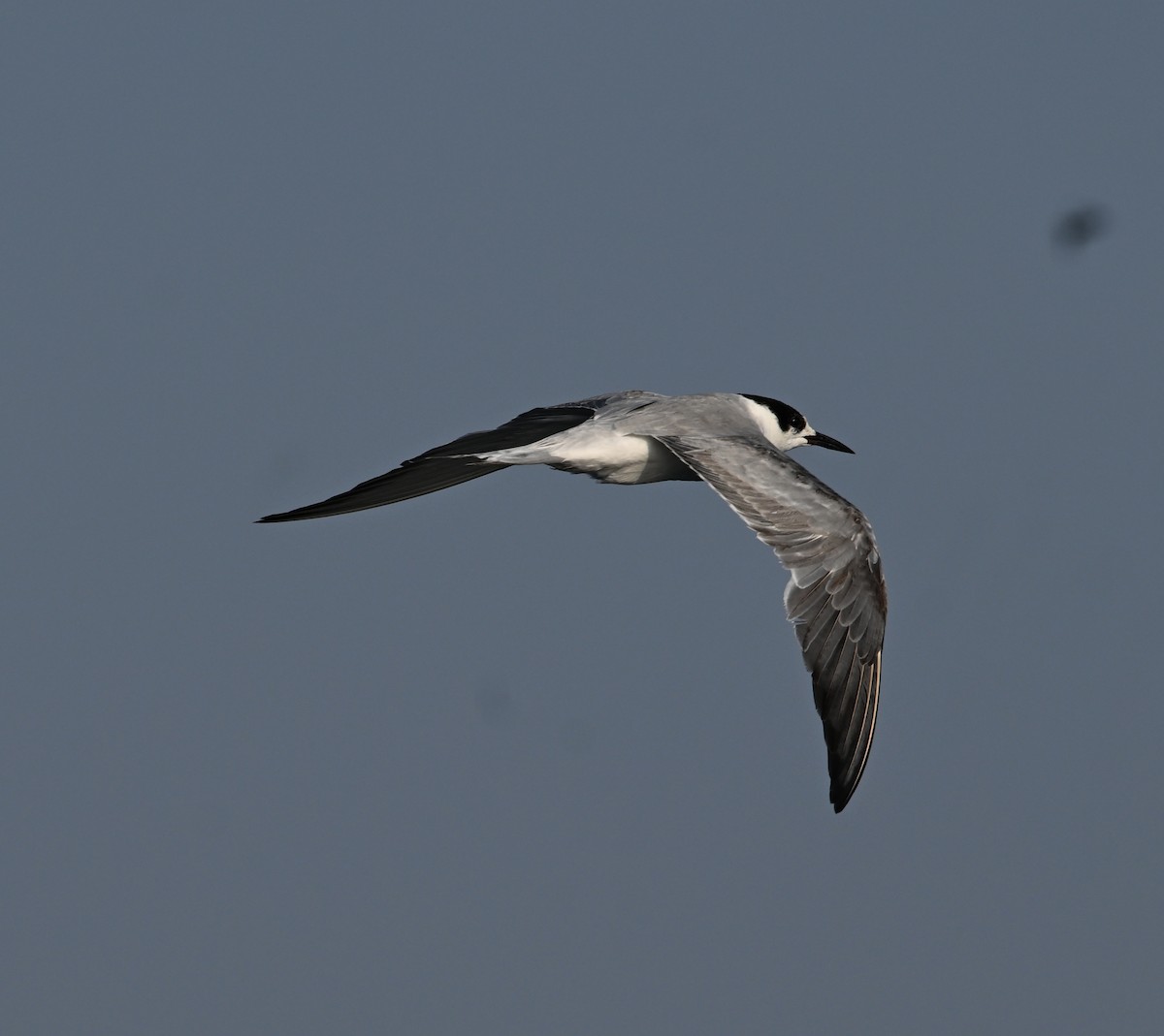 Weißwangen-Seeschwalbe - ML645467563