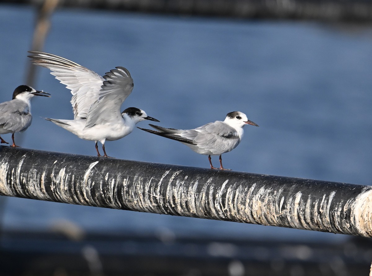 Weißwangen-Seeschwalbe - ML645467564