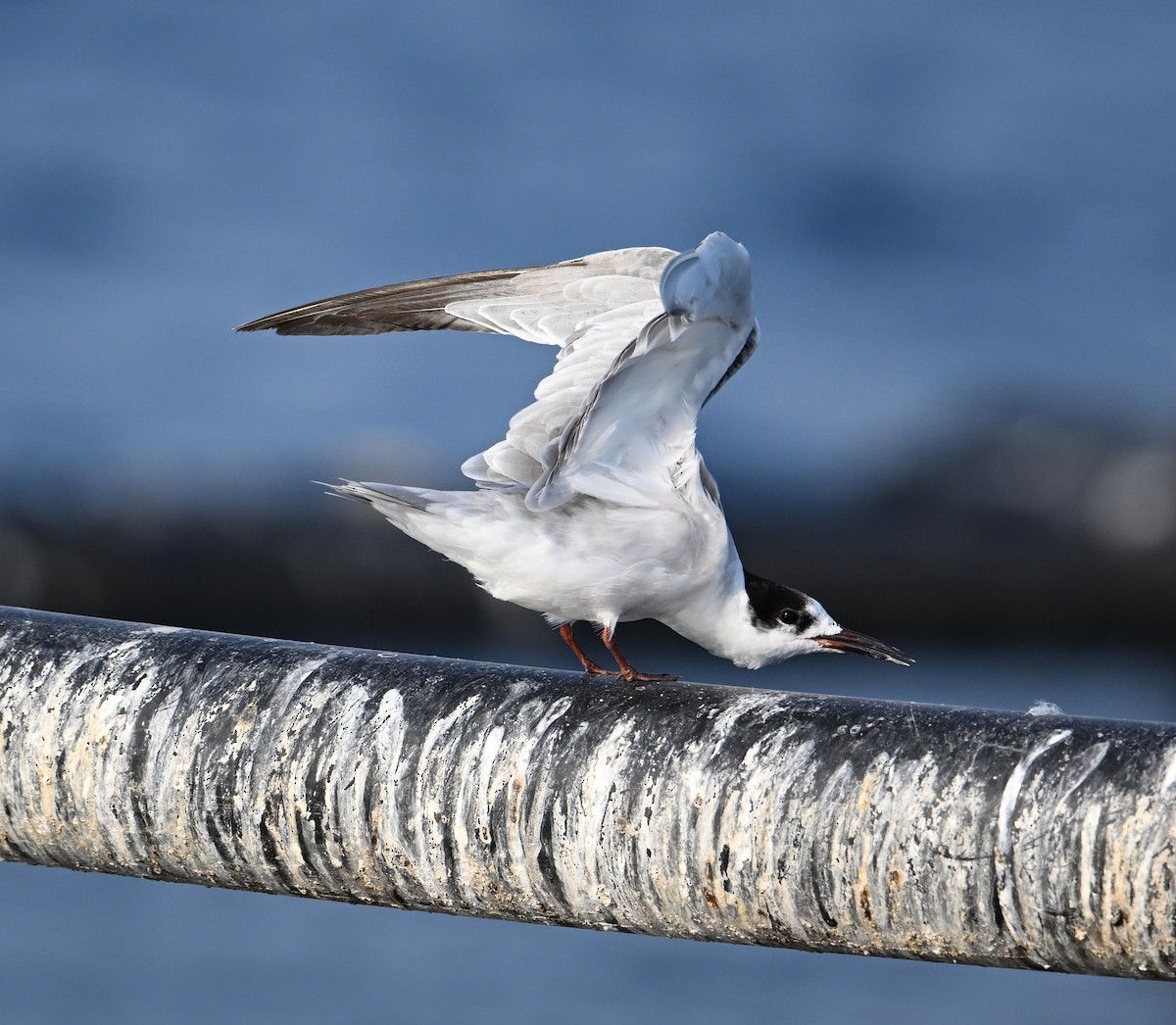 Weißwangen-Seeschwalbe - ML645467565