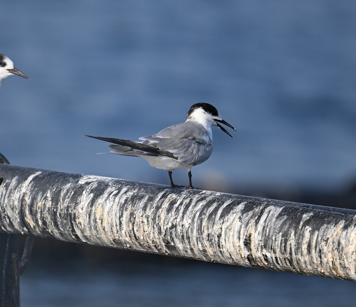 Weißwangen-Seeschwalbe - ML645467566