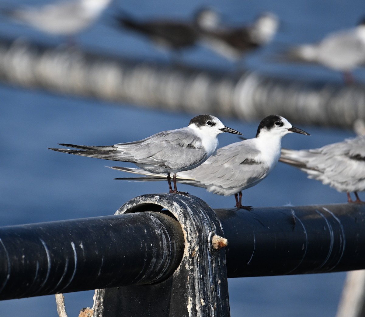 Weißwangen-Seeschwalbe - ML645467567