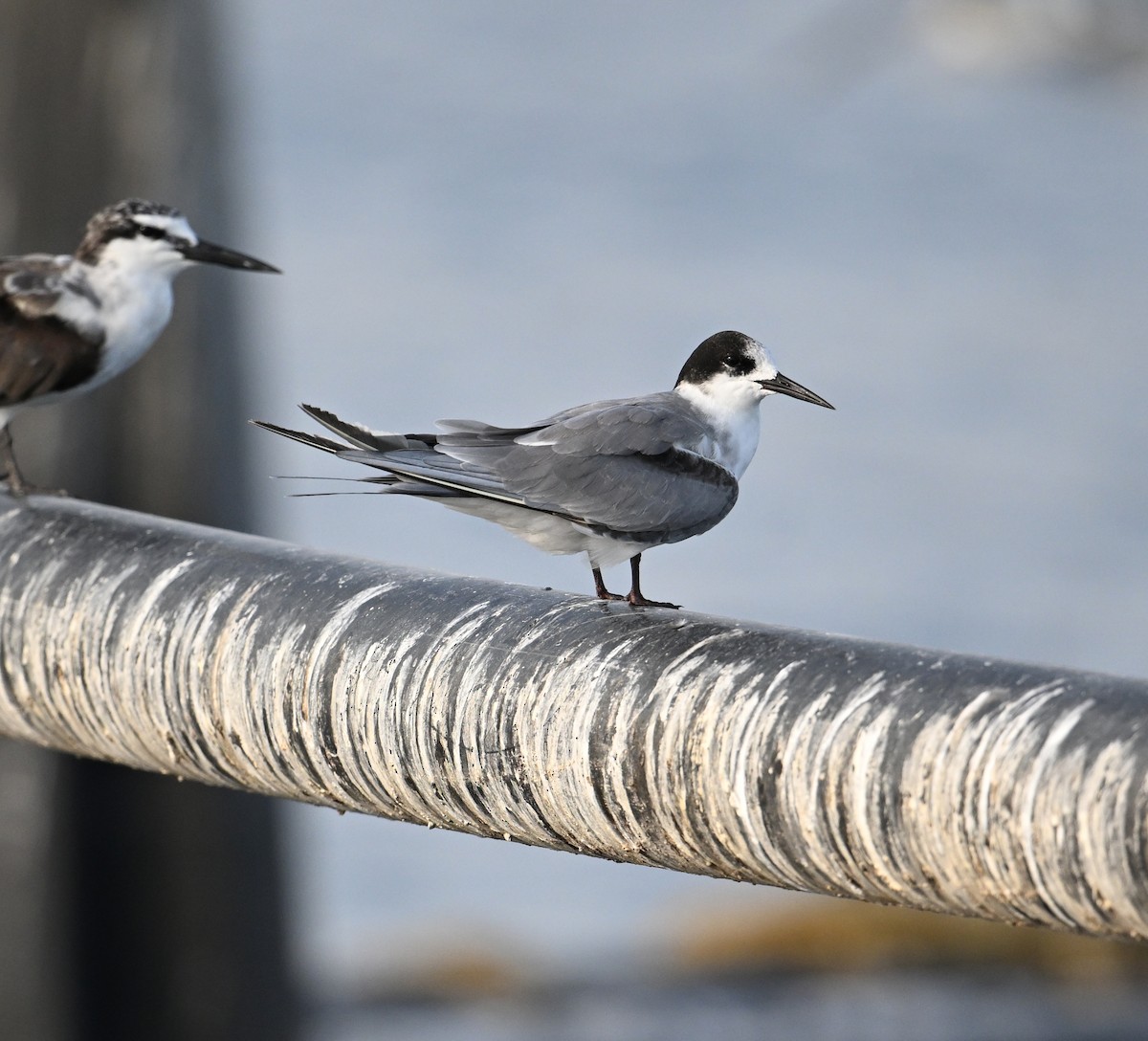 Weißwangen-Seeschwalbe - ML645467568